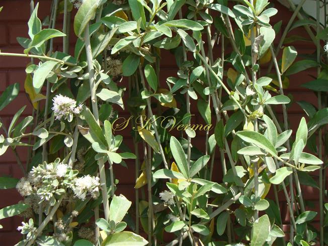  Plant with synflorescences